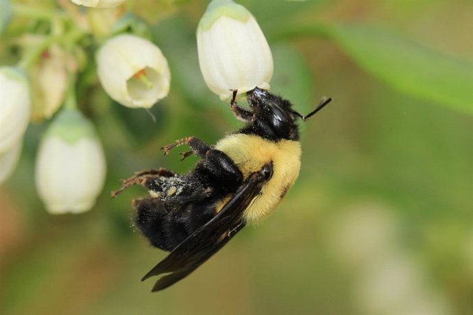 Abeja (Bombus griseocollis) polinizando una flor de arándano