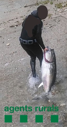 Pescador recreativo subacuático denunciado por capturar con muerte un atún rojo