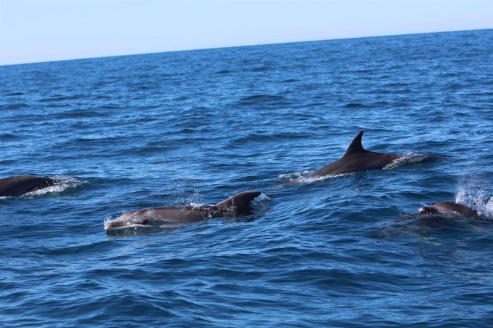 Delfines mular avistados en el litoral valenciano
