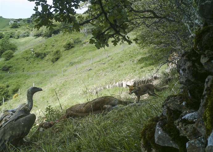 Especies carroñeras
