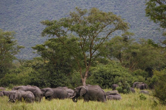 Elefantes en el Parque Nacional Virunga en RDC