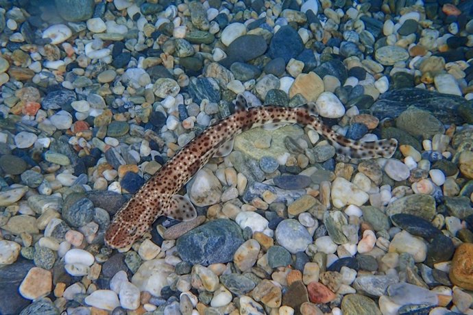 Ejemplar de pintarroja 