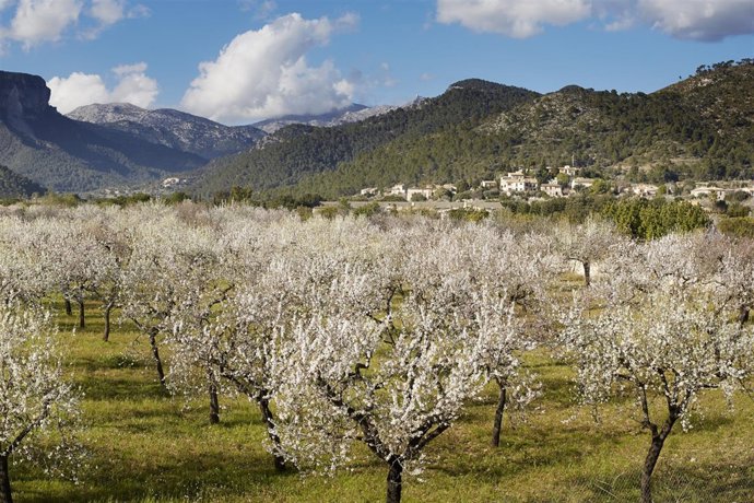 Almendros en flor en la Serra de Tramuntana