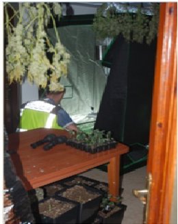 Incautación de marihuana en València