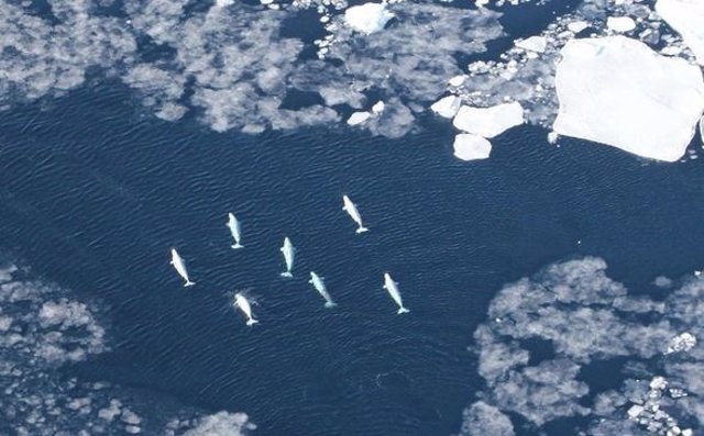Ballenas beluga en el Ártico