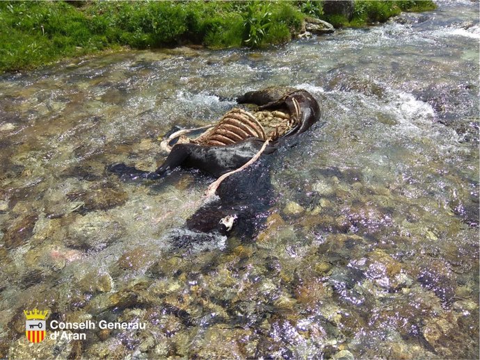 El oso Goiat mata otra yegua en la Val d'Aran (Lleida)