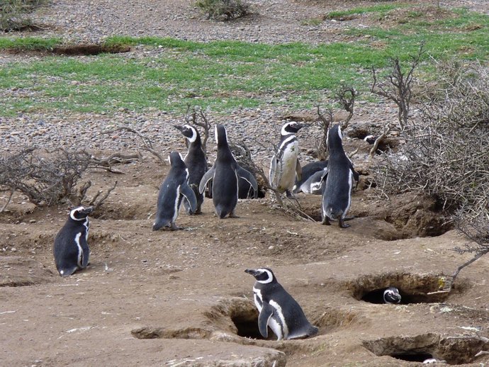 Un estudi de la UB incideix en la protecció de les aus marines en Patagonia