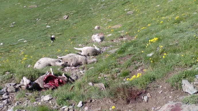 Ovejas muertas por el ataque de un oso en Arres (Lleida)