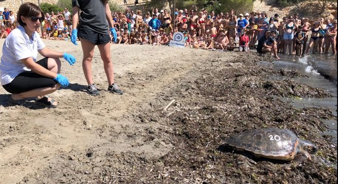 Una de las tortugas liberadas en L'Ametlla de Mar