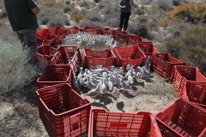 [Grupoalmeria] [L Comunicacion.Almeria.Dgob] Nota Y Fotos Anillamiento Gaviotas