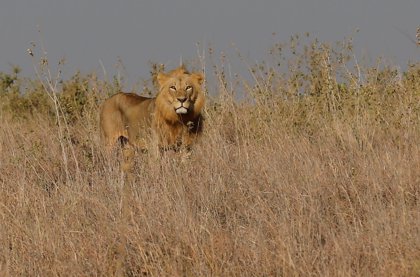 Mueren dos supuestos cazadores furtivos tras ser atacados por leones en una  reserva en Sudáfrica