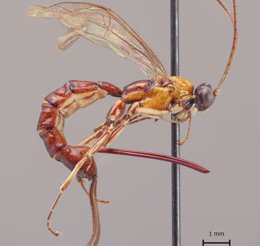 Clistopyga crassicaudata