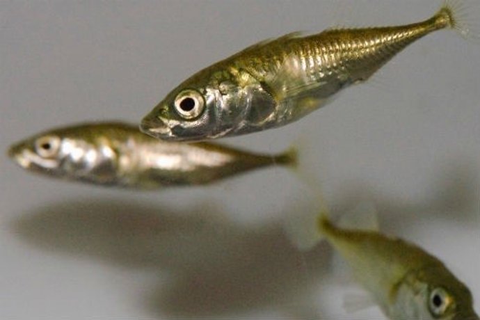 Peces espinosos usados en el estudio