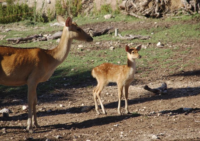 La barasinga nacida este verano