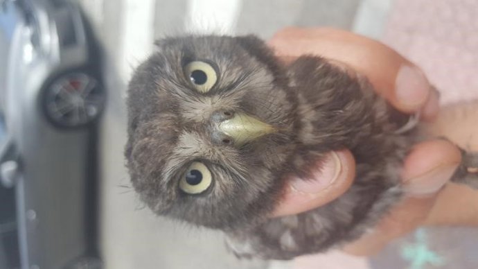 Búho recuperado en el garaje de un edificio en Vigo