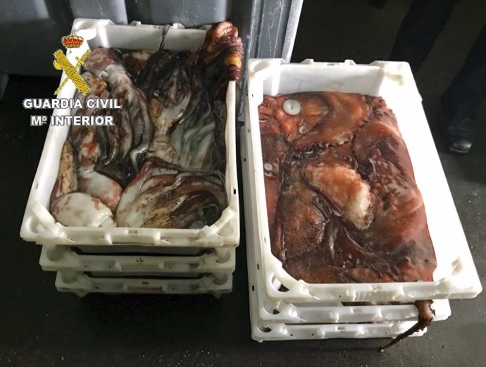 Incautados 55 kilos de pulpo en Ribeira