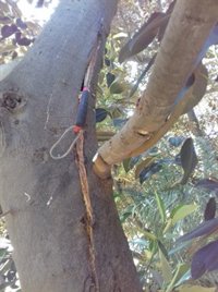 La supervisión de los árboles del Jardín de Floridablanca permite detectar una rama con riesgo de caída