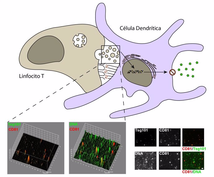 El ADN mitocondrial es responsable de la respuesta antiviral