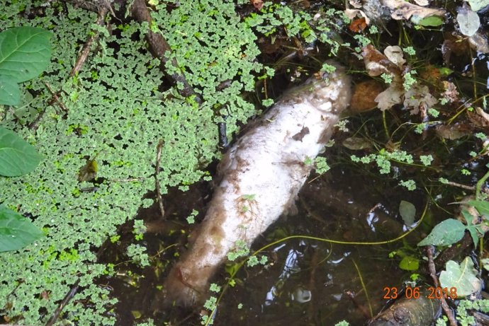 Afectados del vertedero denuncian la aparición de gran cantidad de peces muertos