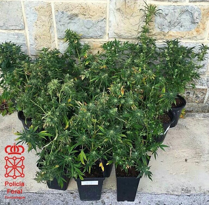 Parte de las plantas incautadas en Alsasua.