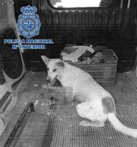 Detenido en Baza (Granada) por disparar con una escopeta a un perro al que dejó malherido