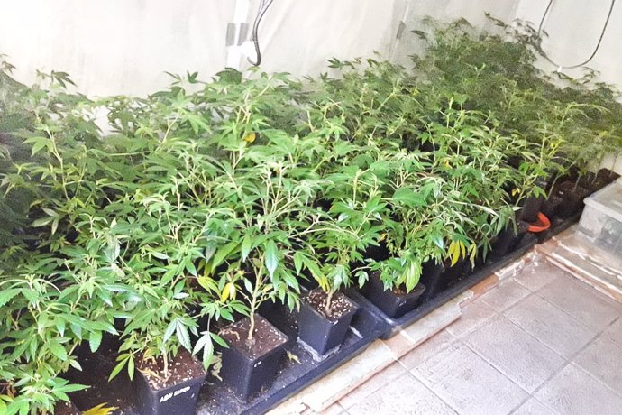 Parte de la marihuana decomisada por la Policía Municipal de Terrassa