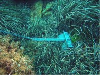 El GOB exige explicaciones a Vidal sobre el retraso en la aprobación del decreto de posidonia