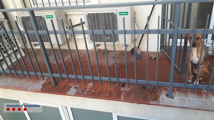 Rescaten una gossa abandonada sense menjar ni aigua en una balconada