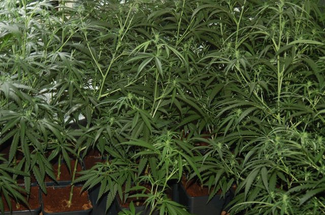 Nota De Prensa Policia Nacional De Toledo. Op. Hugo Trafico De Drogas Correo 1 D