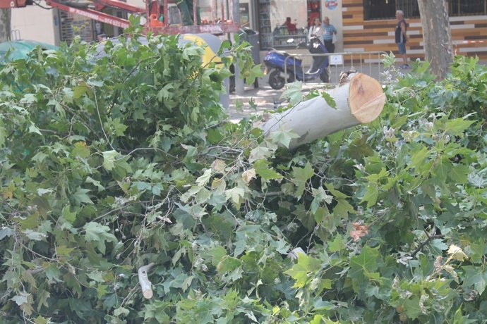 Tala en la avenida de Cádiz
