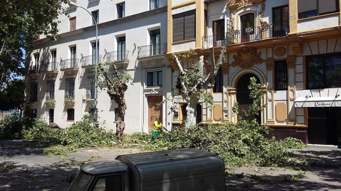 Tala en la avenida de Cádiz