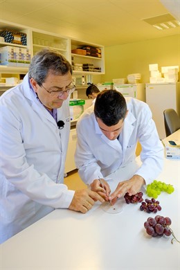 Investigadores UR identifican mutación uva sin pepita