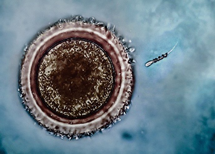Espermatozoides con micromotores para fecundar el óvulo