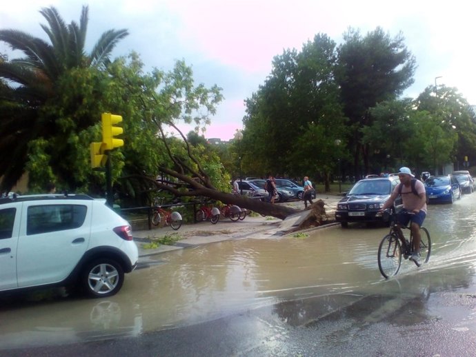 La fuerte tromba de agua y granizo ha derribado decena de árboles 
