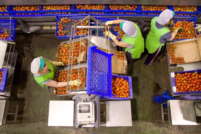 Trabajadoras del sector del manipulado envasan tomate