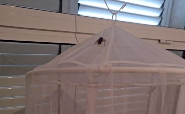 Satse denuncia presencia de cucarachas en el centro de salud de l'Eliana