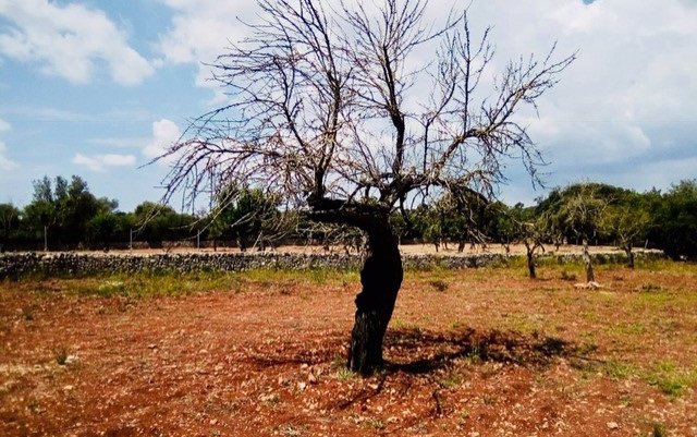 Un millón de euros a la replantación de árboles para combatir la Xylella fastidiosa