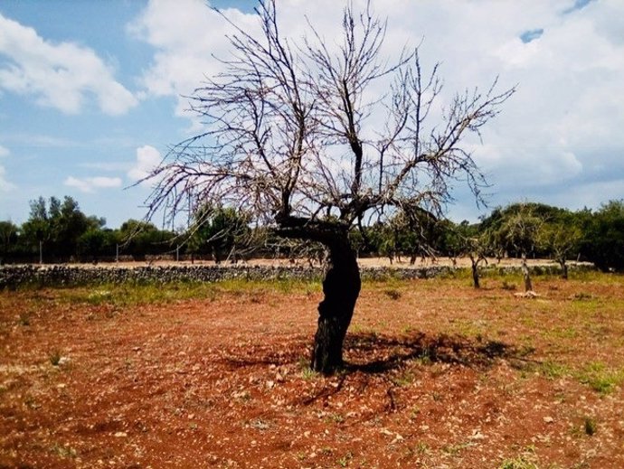 Almendro, Xylella, bacteria, recurso, campo, Mallorca, Agricultura, árbol