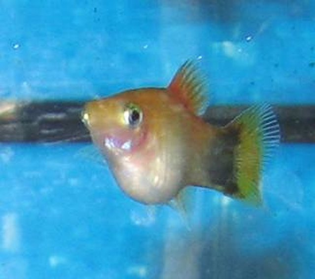 9 - Xiphophorus maculatus