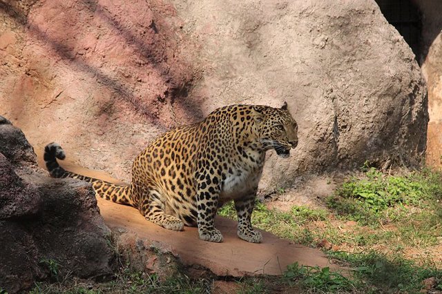 11 - jaguar