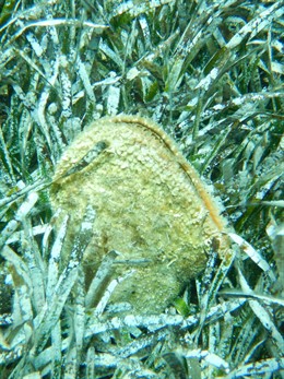 Nacra del Mediterráneo