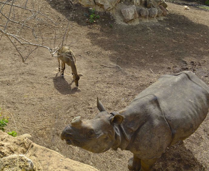 Un rinoceronte en Terra Natura Benidorm