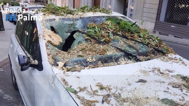 Un conductor sufre heridas leves tras caer una rama sobre su coche en Palma