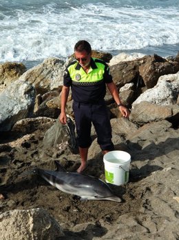 Cría de delfín varado en Vélez-Málaga