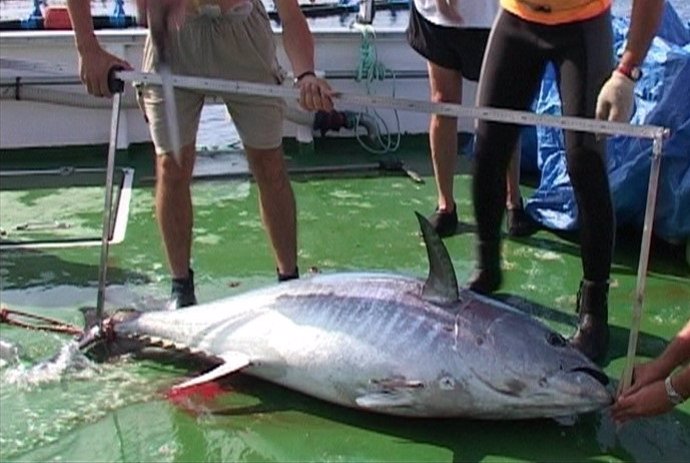 Medida de un atún rojo