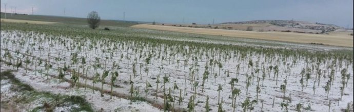 Una tierra afectada por el pedrisco en Palencia 17-7-2018