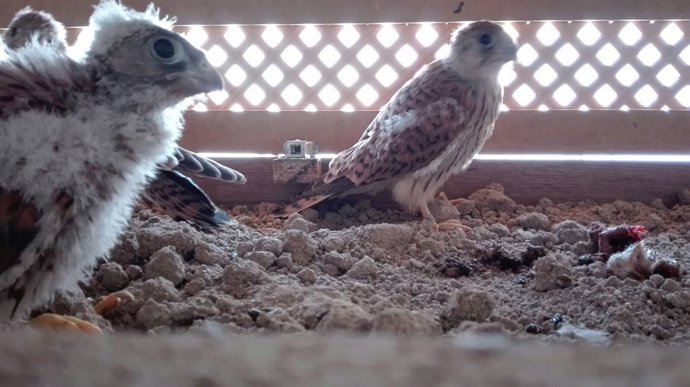 Pollos de cernícalo primilla