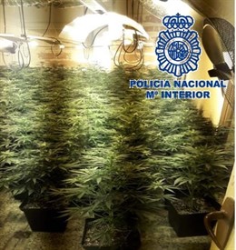 Marihuana incautada indoor vivienda málaga 