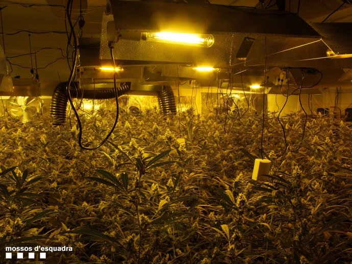 Detenidos cuatro miembros de un grupo criminal con 900 plantas de marihuana