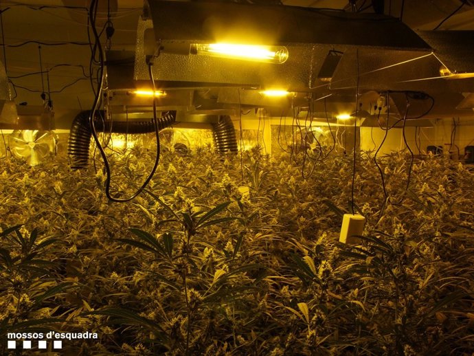 Detinguts quatre membres d'un grup criminal amb 900 plantes de marihuana